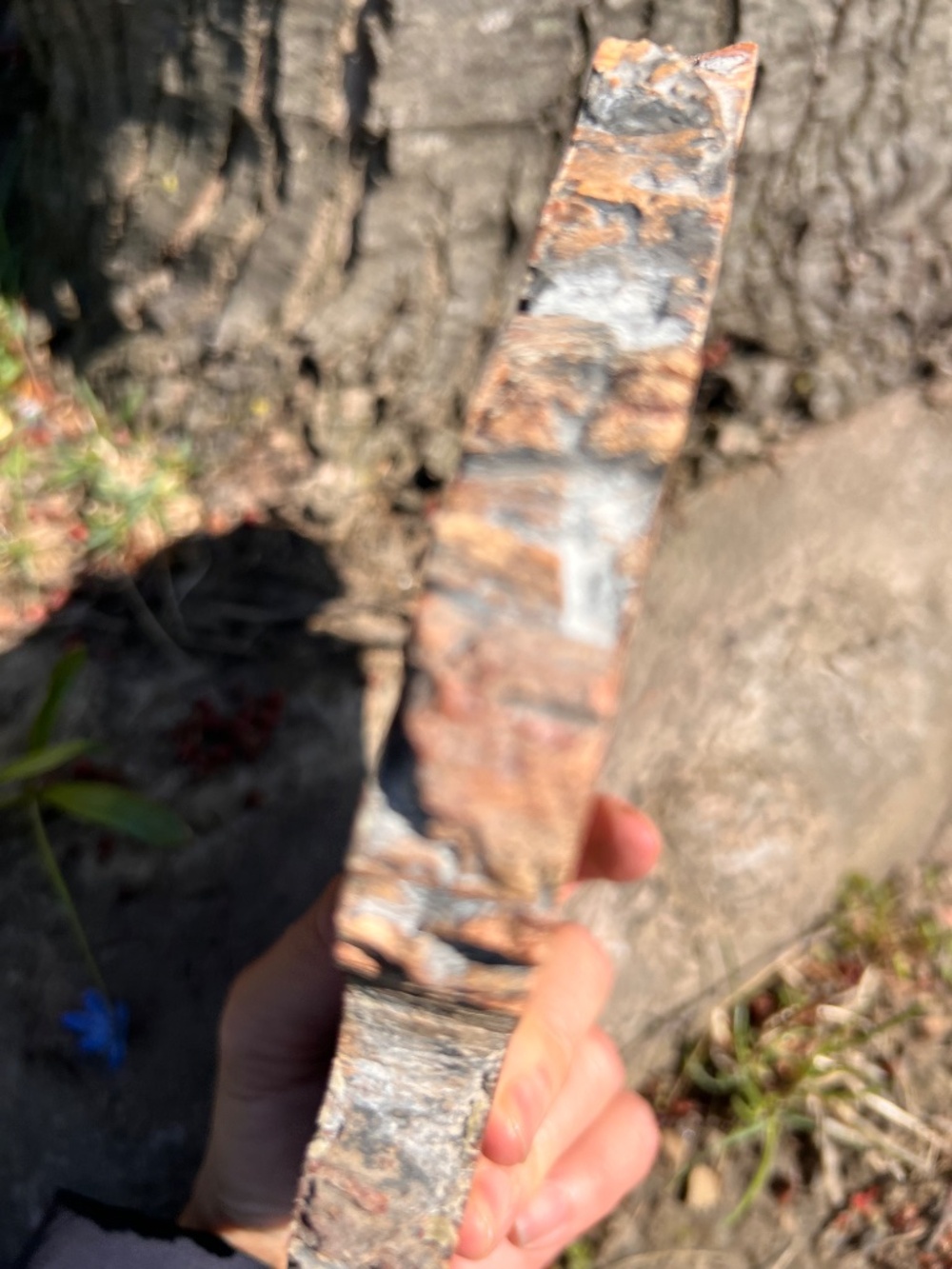 Petrified (10) wood slab with stand | crystal - Picture 4 of 17